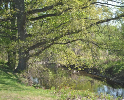 Forest with a lake in Rye